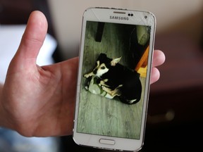 A dog owner whose pet was killed by another dog, displays a photo of the deceased dog Trip outside the Traveller's Inn Motel in Calgary on May 3, 2018.  Leah Hennel/Postmedia