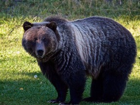 A grizzly bear known as Bear 148, is seen in an undated handout photo.