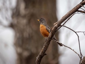 A robin along the Bow River at the Carseland Weir near Carseland, Ab., on Monday April 30, 2018. Mike Drew/Postmedia