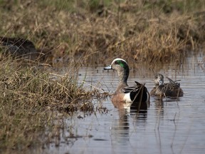 American widgeon in the Crowfoot Creek valley south of Standard on May 7, 2018.  Mike Drew/Postmedia