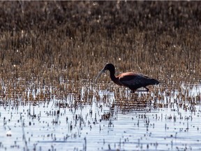 An ibis hunts in a wet patch in a field east of Calgary on Sunday May 13, 2018.