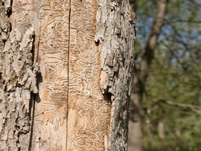 Trunk of dead tree showing damage from the emerald ash borer.