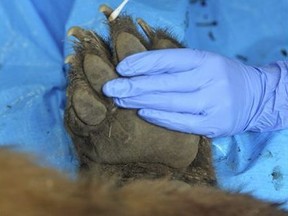 In this photo provided by the Colorado Department of Parks and Wildlife, the paw of a bear believed to have mauled a young child is examined after being shot and killed Monday, May 14, 2018, in Grand Junction, Colo.