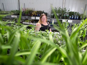 Lisa Silva, Marketing Manager with Blue Grass Garden Centre just north of Calgary, believes garden centres like her's should be able to sell cannabis seedlings and seed. Silva was photographed at the garden centre on Wednesday, May 16, 2018. Gavin Young/Postmedia