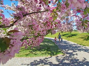 Amy Reeder walks with her daughters Isabella 4 1/2 and Cosette, 2, under a canopy of pink cherry blossoms in Bridgeland's Murdoch Park on Tuesday, May 22, 2018. Gavin Young/Postmedia