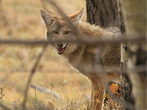 Coyote file photo.