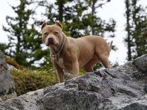 Diamond, a six-year-old pit bull, is missing after escaping a bear attack and jumping in the Highwood River.
