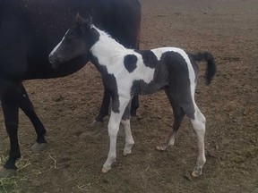 Stolen horse in Raymond. Courtesy RCMP