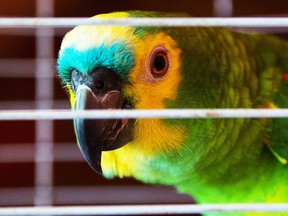 Parrot looks between the bars of the cage. Concept of illegal trafficking of animals. Smuggling.