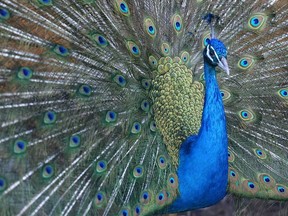 A peacock displays colourful feathers at Assiniboine Park Zoo, in Winnipeg on May 2, 2018.