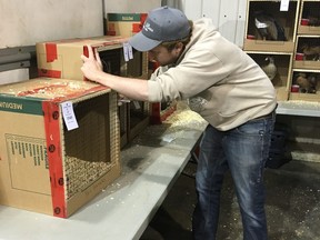 A Calgary-based lawyer representing says charges against his client Tyler Marshall, pictured here at an animal auction in Olds. Alta, on Saturday, April 28, have now been dropped. Marshall, a Vulcan-area breeder, is now suing the ASPCA, and legal counsel says his client's rights were 'egregiously violated.'