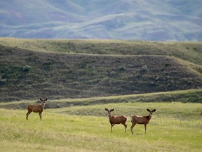 Mule deer buck on the benchlands above the Red Deer River valley near Finnegan on Monday June 18, 2018. Mike Drew/Postmedia