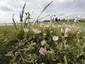 Holes in one are coming out in bloom this spring. (AP Photo/Eric Gay)