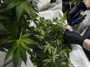 Workers produce medical marijuana at Canopy Growth Corporation's Tweed facility in Smiths Falls, Ontario.