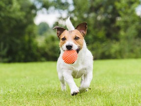 Jack Russell Terrier running with a ball