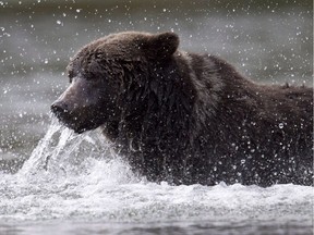 A grizzly bear fishes along a river in Tweedsmuir Provincial Park near Bella Coola, B.C. Friday, Sept 10, 2010. THE CANADIAN PRESS/Jonathan Hayward ORG XMIT: CPT109