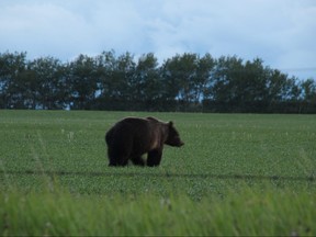 A grizzly bear ambles near a home in Didsbury on Thursday, June 14, 2018. Photo courtesy Anne Woods