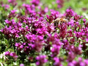 The Chartres Labyrinth garden at the Botanical Gardens of Silver Springs for gardening column by Donna Balzer in Calgary on Tuesday June 12, 2018. Darren Makowichuk/Postmedia