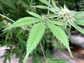 Justice Minister Jody Wilson-Raybould told a Senate committee that the federal government doesn’t intend to challenge provincial laws banning home cultivation.