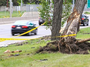 An uprooted tree and police tape mark the scene of a fatal collision along Crowchild Trail near 24th Avenue N.W. A pickup truck lost control and hit the tree early Monday morning June 11, 2018, killing the passenger and injuring the driver.