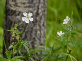 White geraniums along Gorge Creek Trail in Sheep River Provincial Park west of Turner Valley on Tuesday July 10, 2018. Mike Drew/Postmedia