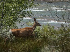 A mule deer doe along the Oldman River near Maycroft on Wednesday July 18, 2018. Mike Drew/Postmedia