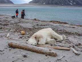 A dead polar bear lays at the beach at Sjuøyane north of Spitzbergen, Norway, on July 28, 2018. (Gustav Busch Arntsen/Getty Images)