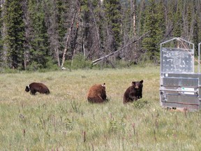 Three black bear cubs found in a Vermilion Lakes washroom in April 2017 have been returned to Banff National Park. Photo by Parks Canada