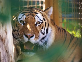 The Calgary Zoo's new male Amur Tiger Youri was photographed on Wednesday July 18, 2018. Gavin Young/Postmedia