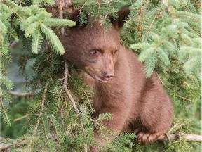 The Cochrane Ecological Institute has partnered with a filmmaker to document the rehabilitation of a five-month-old black bear cub named Charlie. The institute is asking Albertans to vote for the documentary pitch through the Telus Storyhive contest.