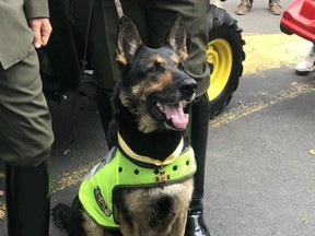 Sombra the drug detection dog