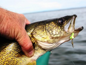 A walleye captured in Pigeon Lake, southwest of Edmonton.