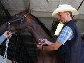 Renaud Léguillette, the Calgary Chair in Equine Sports Medicine at University of Calgary, uses a handheld blood ammonia testing device on Zoe, a horse belonging to chuckwagon driver Mark Sutherland. The device, used for testing blood in sick humans, might prove a good tool to use ‘track-side’ to test a horse’s fitness performance and athletic capacity.  Sammy Hudes/Postmedia