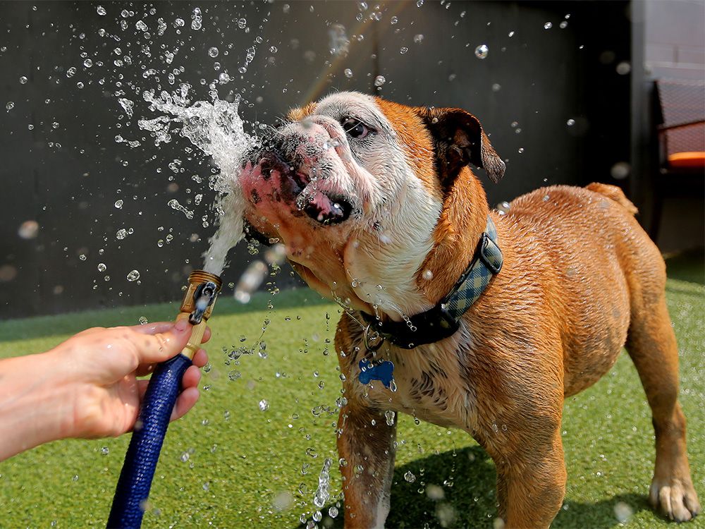 Bulldog water clearance fountain