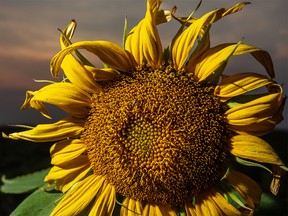 A sunflower against the early sunset north of Rainier, Ab., on Tuesday August 14, 2018. Mike Drew/Postmedia