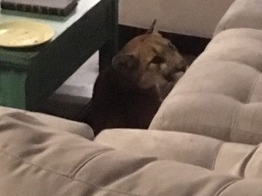 This Thursday, Aug. 10, 2018 photo provided by the Boulder, Colo., Police Department shows a mountain lion next to a couch inside a home. Police say the homeowner returned Thursday night and found the mountain lion inside. It appeared that it had pushed through a screen and couldn’t get back out. (Boulder Police Department via AP)