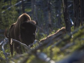 Some of the bison  reintroduced to Banff National Park.