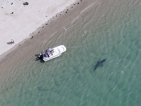 In this July 25, 2016, file photo, released by the Atlantic White Shark Conservancy, a great white shark swims close to the Cape Cod shore in Chatham, Mass. (Wayne Davis/Atlantic White Shark Conservancy via AP, File)