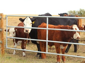 Cattle are shown on a Airdrie, Alberta ranch in September 2012.