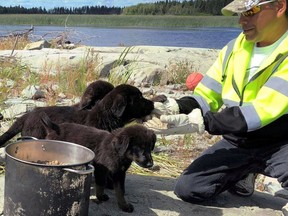 Puppies that were stranded on an island in northern Manitoba are shown in a handout photo.