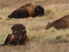 Buffalo bison bulls relax on a ranch west of Carmangay, Alta., on Wednesday December 10, 2014.