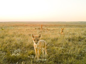 A family of swift foxes have made a home just south of Medicine Hat, Alta.