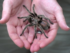 Tarantula found in Ottawa