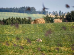 A flock of starlings takes off in front of a hunting coyote east of Cremona on Thursday, September 14, 2017. Mike Drew/Postmedia