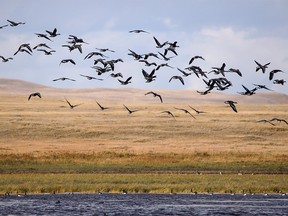 Canada geese fly around in the wind at Wolf Lake near Gem, Ab., on Monday September 24, 2018. Mike Drew/Postmedia
