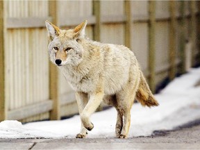 A coyote wanders the streets downtown at 1St. and 6 Ave. S,W. near the Bow River.
