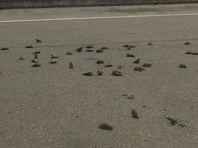 Remains of European starlings that fell from the sky, landing dead or dying by the side of a road in Delta, B.C., in a Sept. 14, 2018, handout photo.