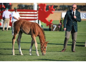 Spruce Meadows Senior Vice President Ian Allison introduces the three foals in this year's Telus Name That Foal contest at the Spruce Meadows National on Thursday June 7, 2018.  Gavin Young/Postmedia