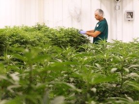 Master grower Bill Vasilakakos checks cannabis plants growing at Boaz Crafting Cannabis in Calgary on Wednesday September 26, 2018. Gavin Young/Postmedia