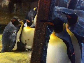 A pair of gay penguins care for a chick while the youngsters parents (right) return from a swim in search of him. (Odense Zoo/Facebook)